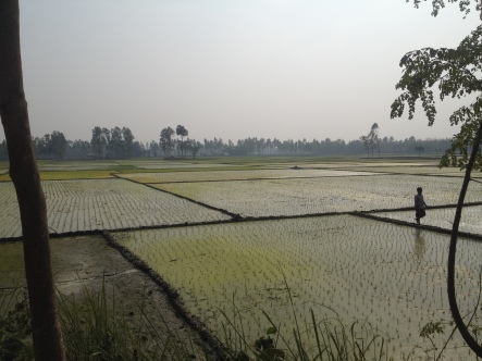Rice paddies