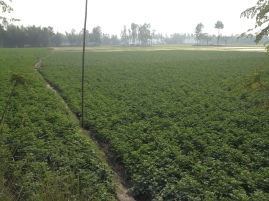 Potato fields