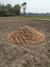 Potato harvest mound